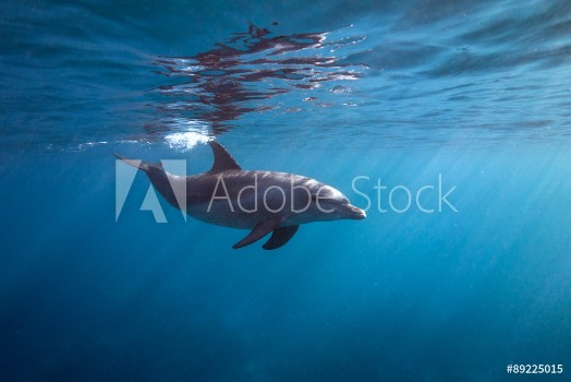 Bild på Surface dolphin